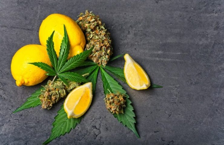 cannabis-terpenes-768×512